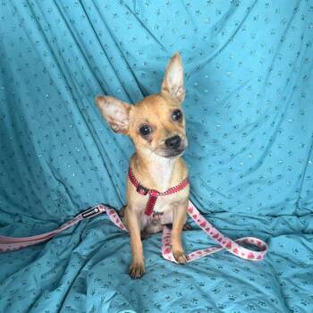 BEANS -  Chihuahua Dog for Adoption in San Antonio, Texas - BEANS | PetCurious