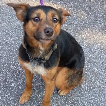 09/02/2026-Stray-WarmSpringsRoad- "Harley" -  German Shepherd Dog Dog for Adoption in Columbus, Georgia - 09/02/2026-Stray-WarmSpringsRoad- "Harley" | PetCurious