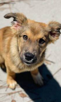 AC-4905 "Chancey" -  Shepherd Dog for Adoption in Conyers, Georgia - AC-4905 "Chancey" | PetCurious