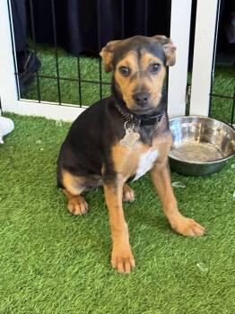 Joy FH -  Labrador Retriever Dog for Adoption in Sanford, Florida - Joy FH | PetCurious