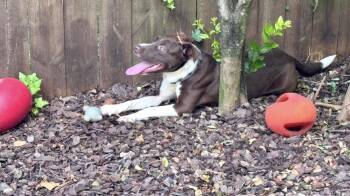 Bean -  Mixed Breed Dog for Adoption in Sandy Springs, Georgia - Bean | PetCurious
