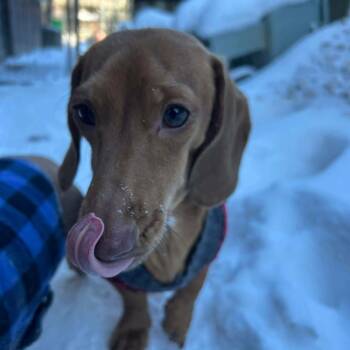 Miniature Dachshund Dogs Available for Adoption in Union City, Pennsylvania - CHARLIE | PetCurious