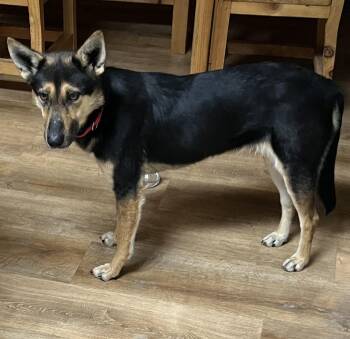 German Shepherd Dog Dogs Available for Adoption in Raleigh, North Carolina - Misty | PetCurious