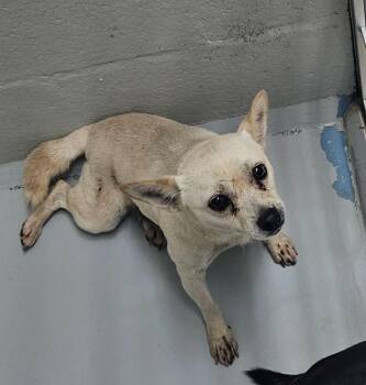 Brittany -  Chihuahua Dog for Adoption in Mocksville, North Carolina - Brittany | PetCurious