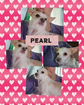 Terrier Dogs Available for Adoption - Pearl | PetCurious