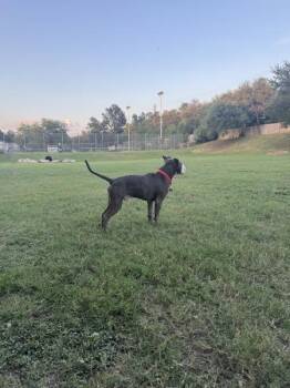 Artie -  Mixed Breed and Pit Bull Terrier Dog for Adoption in Austin, Texas - Artie | PetCurious