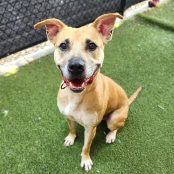 Culligan D12201 -  Pit Bull Terrier and Labrador Retriever Dog for Adoption - Culligan D12201 | PetCurious