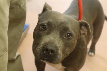 Rescue Mixed Breed Dogs for Adoption in Columbia, South Carolina - MARNIE | PetCurious