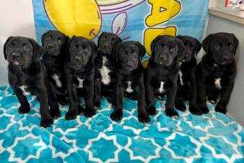 Labrador Retriever and Shepherd Dogs Available for Adoption in Seattle, Washington - Bonnie | PetCurious