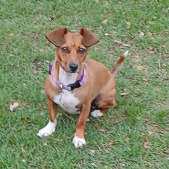 Arnie -  Dachshund and Mixed Breed Dog for Adoption in Redmond, Washington - Arnie | PetCurious