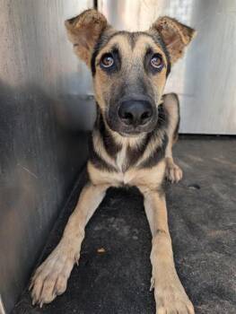 BUCKAROO -  German Shepherd Dog Dog for Adoption in San Antonio, Texas - BUCKAROO | PetCurious