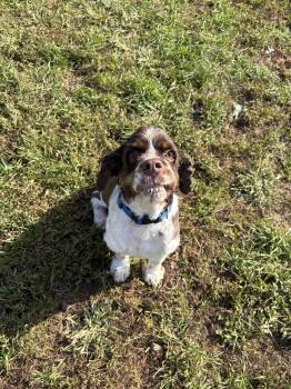 Dune -  Cocker Spaniel Dog for Adoption in North Haven, Connecticut - Dune | PetCurious