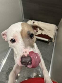 Mixed Breed Dogs Available for Adoption in West Chester, Pennsylvania - Zoey | PetCurious