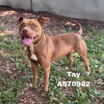 TAY -  Pit Bull Terrier and Mixed Breed Dog for Adoption - TAY | PetCurious