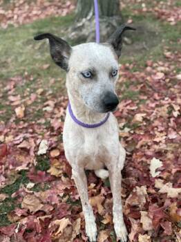 Rescue Australian Cattle Dog Blue Heeler and Mixed Breed Dogs for Adoption in Springfield, Illinois - Lope | PetCurious