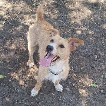 Bubba -  Cardigan Welsh Corgi and Poodle Dog for Adoption in Spokane, Washington - Bubba | PetCurious