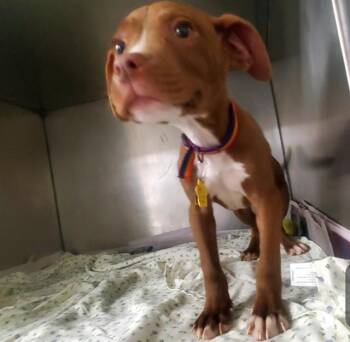 PYTHON -  Pit Bull Terrier and Mixed Breed Dog for Adoption in St. Louis, Missouri - PYTHON | PetCurious