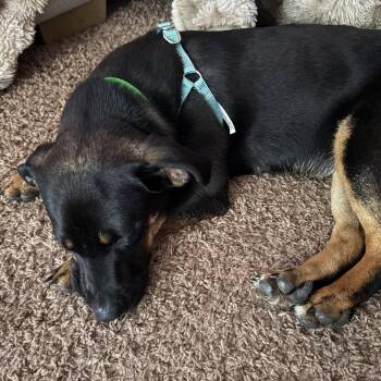 Zola -  Shepherd and Dachshund Dog for Adoption in Fargo, North Dakota - Zola | PetCurious