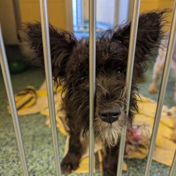 Tom -  Mixed Breed Dog for Adoption - Tom | PetCurious