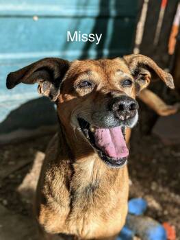 Missy -  Shepherd and Beagle Dog for Adoption in Pueblo, Colorado - Missy | PetCurious