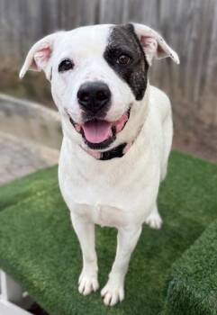 Terrier and Mixed Breed Dogs Available for Adoption - Horton | PetCurious