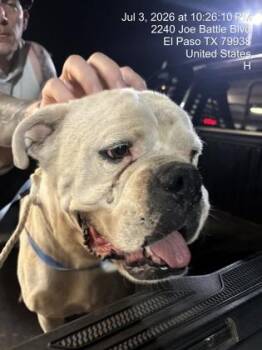 61309235 -  American Bulldog and Mixed Breed Dog for Adoption in El Paso, Texas - 61309235 | PetCurious