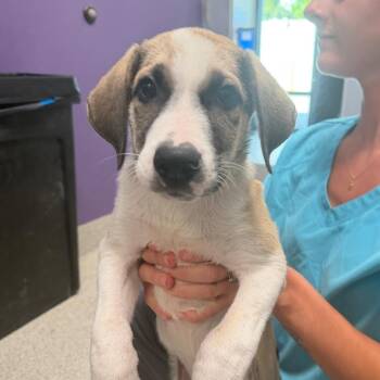 Wyatt -  Anatolian Shepherd Dog for Adoption in Englewood, Florida - Wyatt | PetCurious