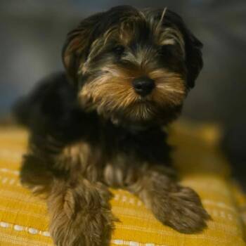 Teddy -  Yorkshire Terrier Dog for Adoption in Jackson, Missouri - Teddy | PetCurious