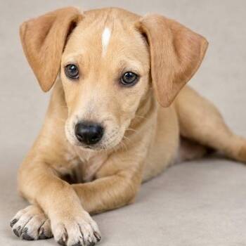 Gatsby -  Retriever and Hound Dog for Adoption in Shakopee, Minnesota - Gatsby | PetCurious