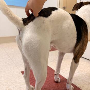 Mixed Breed Dogs Available for Adoption in Hendersonville, North Carolina - Catdog | PetCurious