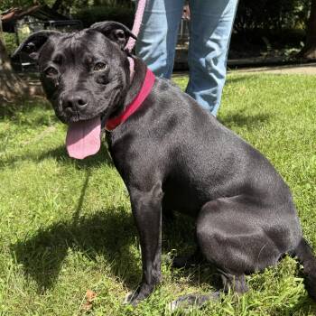 Shelby -  Boston Terrier and Boxer Dog for Adoption in Latrobe, Pennsylvania - Shelby | PetCurious