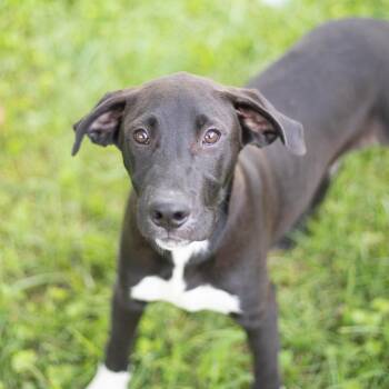 Rocky -  Border Collie and Mixed Breed Dog for Adoption in Brownsboro, Alabama - Rocky | PetCurious