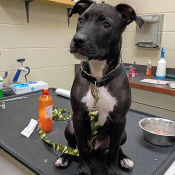 Kingston -  Mixed Breed Dog for Adoption in Columbus, Georgia - Kingston | PetCurious