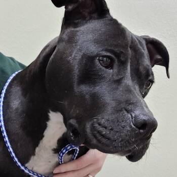 Pit Bull Terrier Dogs Available for Adoption in Houston, Texas - Jenny Lewis | PetCurious