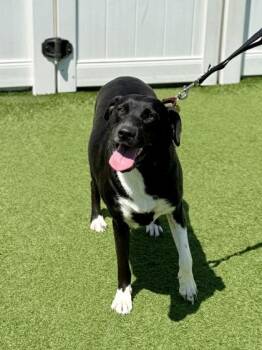 Tilly -  Retriever Dog for Adoption in Downers Grove, Illinois - Tilly | PetCurious