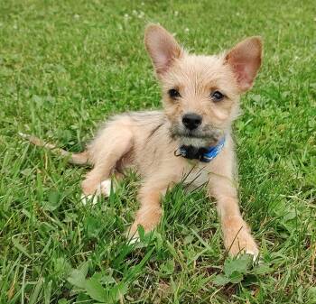 Twix -  Terrier Dog for Adoption in Saratoga Springs, New York - Twix | PetCurious