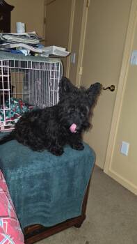 Scotties  -  Scottish Terrier Dog for Sale in Anniston, Alabama - Scotties  | PetCurious