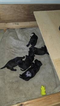 Scotties  -  Scottish Terrier Dog for Sale in Anniston, Alabama - Scotties  | PetCurious
