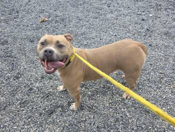 Luna Beam -  American Bully Dog for Adoption in Lock Haven, Pennsylvania - Luna Beam | PetCurious