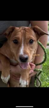 Rescue Labrador Retriever and Terrier Dogs for Adoption in Kings Mountain, North Carolina - Sarah | PetCurious