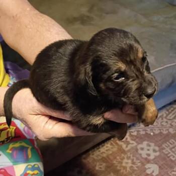 Mixed Breed Dogs Available for Adoption - Bowie | PetCurious