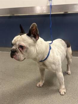 Boston Terrier and Mixed Breed Dogs Available for Adoption in Doral, Florida - FILO | PetCurious