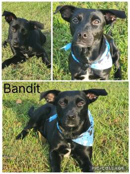 Bandit -  Labrador Retriever Dog for Adoption in Enterprise, Alabama - Bandit | PetCurious