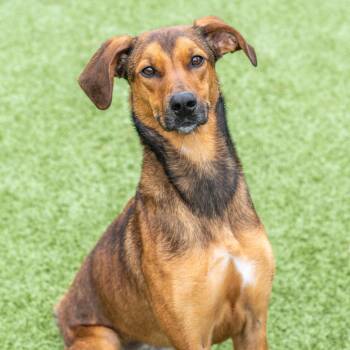 Hound Dogs Available for Adoption in Hilton Head Island, South Carolina - Red | PetCurious