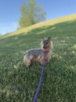 Yorkshire Terrier Dogs Available for Adoption - Ouiser | PetCurious