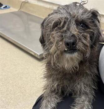 Schnauzer and Mixed Breed Dogs Available for Adoption in Grand Prairie, Texas - WESTLY | PetCurious