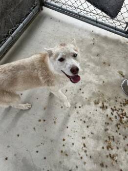 Husky Dogs Available for Adoption - PROVOLONE | PetCurious