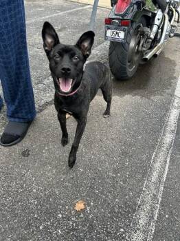 FRISKEE -  Schipperke and Mixed Breed Dog for Adoption in Oklahoma City, Oklahoma - FRISKEE | PetCurious