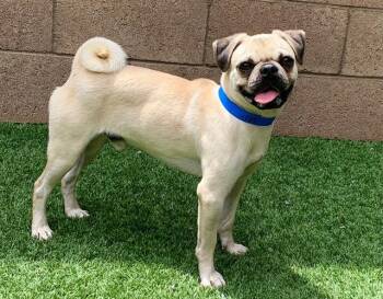 SAVE ME PLEASE Chester - IDA553189 -  Pug Dog for Adoption in San Marcos, California - SAVE ME PLEASE Chester - IDA553189 | PetCurious
