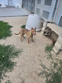 Grumpy -  Mountain Cur and Vizsla Dog for Adoption in Maquoketa, Iowa - Grumpy | PetCurious